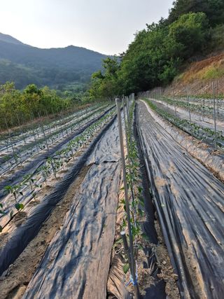 김광자님의 기타작물 · 영농일지 작성글 사진