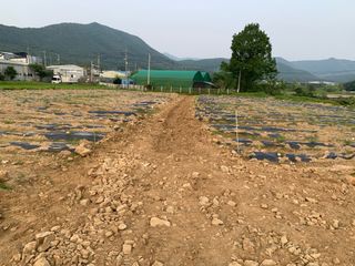 백용구님의 두릅 · 영농일지 작성글 사진