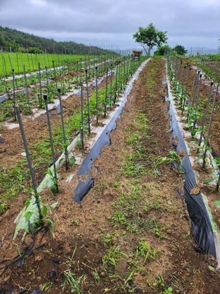 유정근님의 감자 · 영농일지 작성글 사진