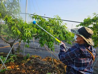 김인하님의 복숭아 · 영농일지 작성글 사진