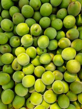 매실향기차향기님의 기타작물 · 영농일지 작성글 사진