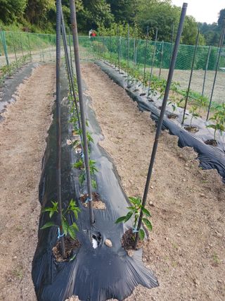 옥수수7772님의 고추 · 영농일지 작성글 사진