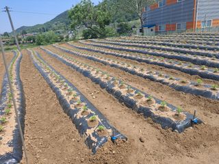 구본명님의 참깨 · 영농일지 작성글 사진