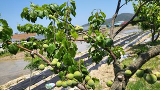 괴동조합장님의 기타작물 · 영농일지 작성글 사진