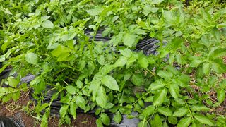 ogapiall님의 감자 · 영농일지 작성글 사진