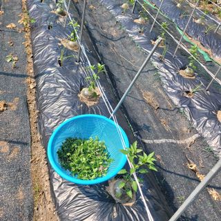 이의도님의 고추 · 영농일지 작성글 사진