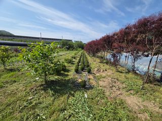 마이산 호두농원님의 기타작물 · 영농일지 작성글 사진