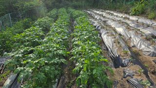 ogapiall님의 감자 · 영농일지 작성글 사진