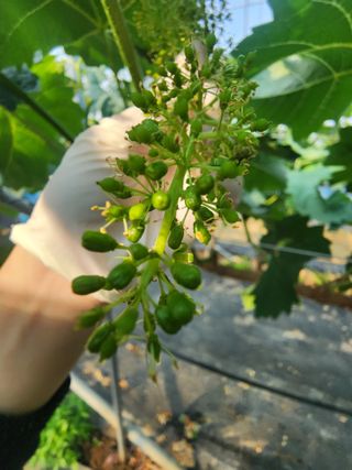 김영준님의 포도 · 영농일지 작성글 사진