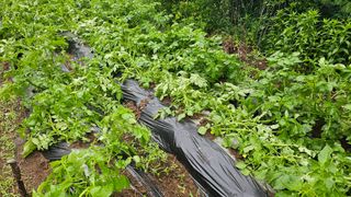 ogapiall님의 감자 · 영농일지 작성글 사진