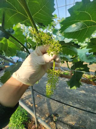 김영준님의 포도 · 영농일지 작성글 사진