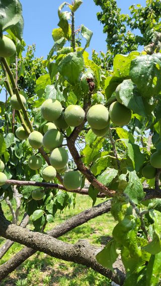 괴동조합장님의 기타작물 · 영농일지 작성글 사진