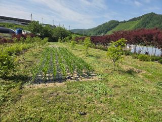 마이산 호두농원님의 기타작물 · 영농일지 작성글 사진
