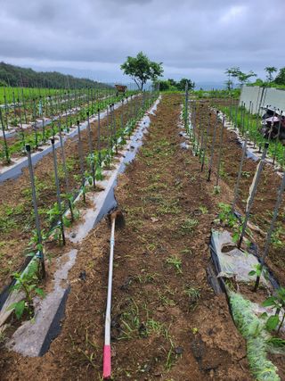 유정근님의 감자 · 영농일지 작성글 사진