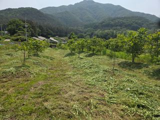 마이산 호두농원님의 기타작물 · 영농일지 작성글 사진