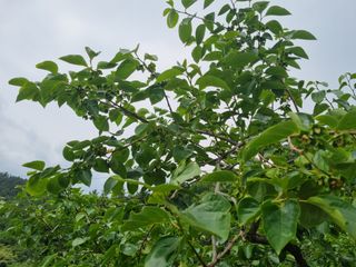 해풍맞은 맛있는 감님의 감 · 영농일지 작성글 사진