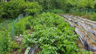 ogapiall님의 감자 · 영농일지 작성글 사진