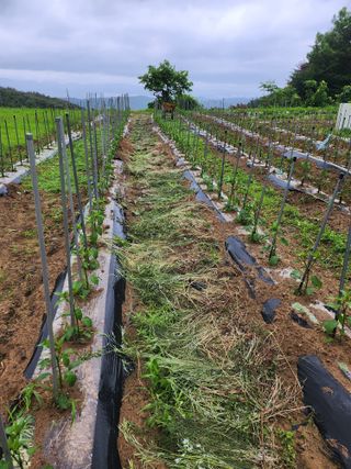 유정근님의 감자 · 영농일지 작성글 사진