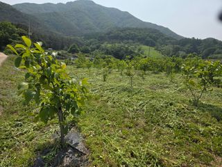 마이산 호두농원님의 기타작물 · 영농일지 작성글 사진