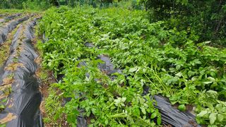 ogapiall님의 감자 · 영농일지 작성글 사진