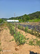 팜모닝 기타작물·영농일지 게시글 이미지