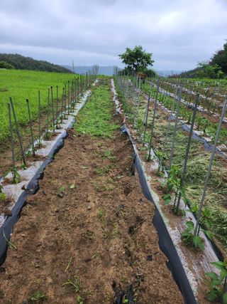 유정근님의 감자 · 영농일지 작성글 사진