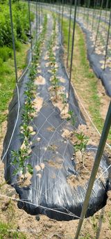 팜모닝 고추·영농일지 게시글 이미지