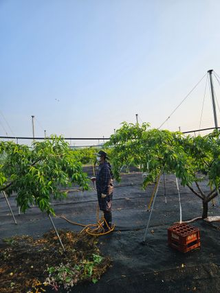 김인하님의 복숭아 · 영농일지 작성글 사진