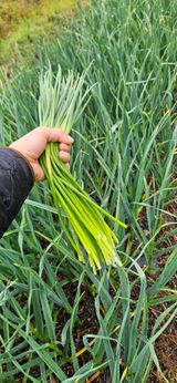 팜모닝 마늘·영농일지 게시글 이미지