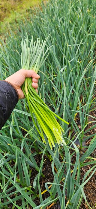 힐스님의 마늘 · 영농일지 작성글 사진