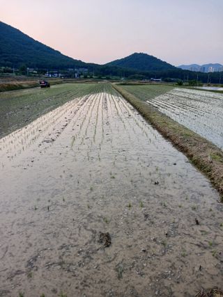 이근우님의 벼 · 영농일지 작성글 사진