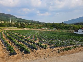이석민님의 감자 · 영농일지 작성글 사진