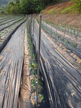 팜모닝 기타작물·영농일지 게시글 이미지