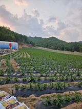 팜모닝 감자·영농일지 게시글 이미지