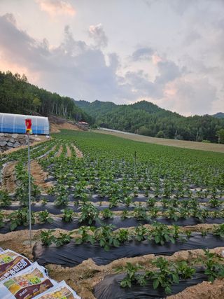이석민님의 감자 · 영농일지 작성글 사진