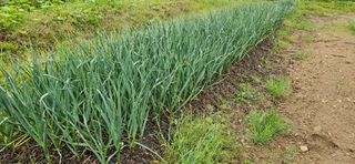 힐스님의 마늘 · 영농일지 작성글 사진