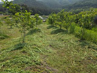 마이산 호두농원님의 기타작물 · 영농일지 작성글 사진