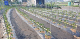 Kns4324님의 고추 · 영농일지 작성글 사진