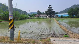 월굴리이승재님의 벼 · 영농일지 작성글 사진