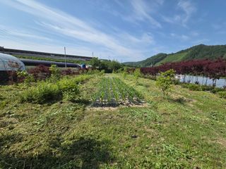 마이산 호두농원님의 기타작물 · 영농일지 작성글 사진