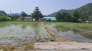 월굴리이승재님의 벼 · 영농일지 작성글 사진