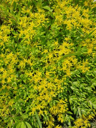 김윤숙님의 기타작물 · 영농일지 작성글 사진