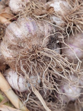 무형교회목사 안영진님의 마늘 · 영농일지 작성글 사진