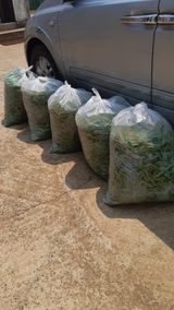 팜모닝 기타작물·영농일지 게시글 이미지