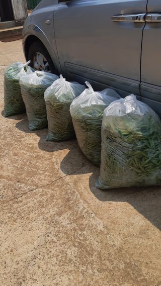 하루의행복님의 기타작물 · 영농일지 작성글 사진