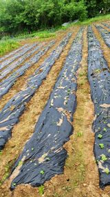 팜모닝 기타작물·영농일지 게시글 이미지