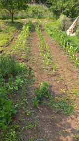 팜모닝 옥수수·영농일지 게시글 이미지