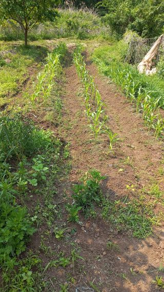 초보 구찌뽕님의 옥수수 · 영농일지 작성글 사진