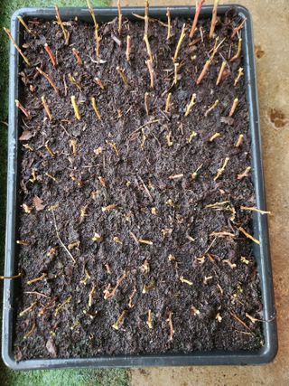 벽창호(죽동농부)님의 블루베리 · 영농일지 작성글 사진