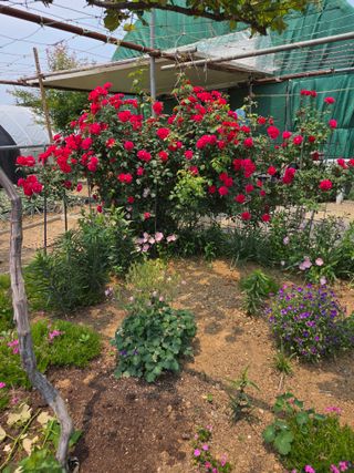 제주농부님의 고추 · 영농일지 작성글 사진